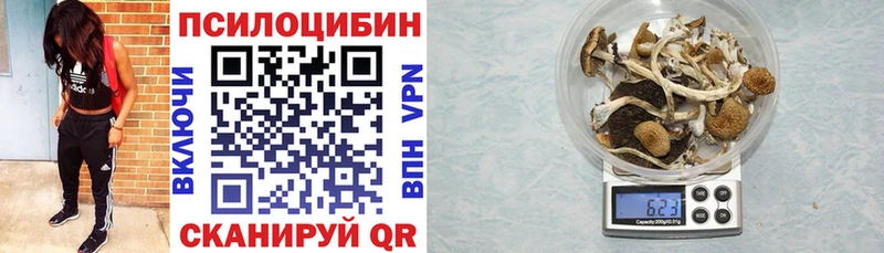 Галлюциногенные грибы Psilocybe  купить наркотик  Мурино 